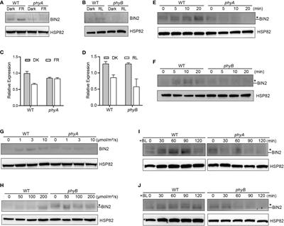 Corrigendum: Phytochromes A and B mediate light stabilization of BIN2 to regulate brassinosteroid signaling and photomorphogenesis in Arabidopsis